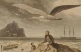 DANIELL Thomas Albatross DANIELL Thomas Albatross