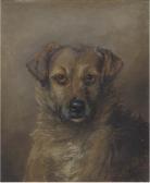 DARWIN G.H. The Rev. A. W. Darwin's Dog Mac DARWIN G.H. The Rev. A. W. Darwin's Dog Mac
