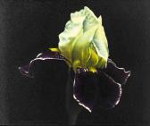 DASSOULAS MARK Purple Iris With White Heart DASSOULAS MARK Purple Iris With White Heart