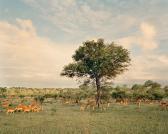 DAVIS Chris Deer And Tree DAVIS Chris Deer And Tree
