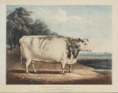 DAVIS William Henry A Short Horned Prize Cow DAVIS William Henry A Short Horned Prize Cow