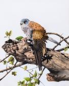 DAWSON Paul Kestrel On A Tree Stump DAWSON Paul Kestrel On A Tree Stump
