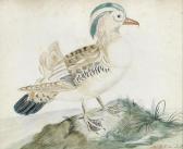 DE DOPFF AJ W H A Mandarin Duck DE DOPFF AJ W H A Mandarin Duck