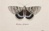 DE LA POIX DE FREMINVILLE Chevalier Christophe Paulin Blue Underwing Moth DE LA POIX DE FREMINVILLE Chevalier Christophe Paulin Blue Underwing Moth