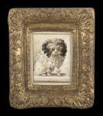 DELAMARRE Jacques Barthelemy Portrait Of A Wide-eyed Poodle DELAMARRE Jacques Barthelemy Portrait Of A Wide-eyed Poodle