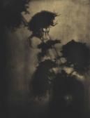 DeMEYER Adolf The Shadows On The Wall, Chrysanthemums DeMEYER Adolf The Shadows On The Wall, Chrysanthemums