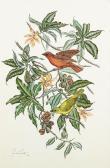 DEMONTE BRUNA Hepatic Tanager DEMONTE BRUNA Hepatic Tanager