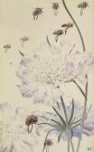 DETMOLD Edward Julius 'poppies', 'coryanthes Maculata' And 'the Wrath Of The Bees' From Maeterlinck's 'hours Of Gladness' DETMOLD Edward Julius 'poppies', 'coryanthes Maculata' And 'the Wrath Of The Bees' From Maeterlinck's 'hours Of Gladness'