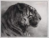 DICKSEE Herbert Thomas Head Of A Siberian Tiger DICKSEE Herbert Thomas Head Of A Siberian Tiger