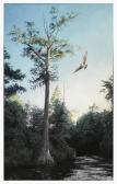 DILLON CHARLES ROWE Photorealist Florida Backwater With Cypress And Osprey Soaring DILLON CHARLES ROWE Photorealist Florida Backwater With Cypress And Osprey Soaring