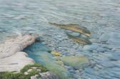 DILLON Nicolas Spawning Brown Trout DILLON Nicolas Spawning Brown Trout