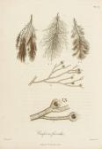 DILLWYN Lewis Weston British Confervae DILLWYN Lewis Weston British Confervae