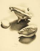 DISCHINGER Rudolf Muscheln Und Kiesel I DISCHINGER Rudolf Muscheln Und Kiesel I