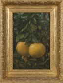 DONAGHY John Still Life With Grapefruit DONAGHY John Still Life With Grapefruit