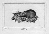 DOSSIER Michel Eine Maus, Nach Jan Van Kessel DOSSIER Michel Eine Maus, Nach Jan Van Kessel