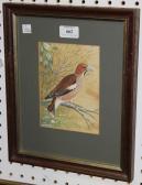 DOUGHTREY Peter Hawfinch DOUGHTREY Peter Hawfinch