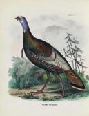 DOUGHTY Thomas The Cabinet Of Natural History And American Rural Sports DOUGHTY Thomas The Cabinet Of Natural History And American Rural Sports