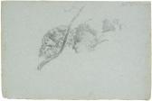 DREBER Heinrich Baumstudie DREBER Heinrich Baumstudie