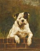 DUDLEY Charles A Bulldog DUDLEY Charles A Bulldog