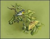 DUMAS MICHAEL Male Parula Warbler DUMAS MICHAEL Male Parula Warbler