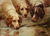 EARL Maud English Setters EARL Maud English Setters