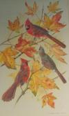 EDE Basil Cardinals EDE Basil Cardinals