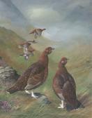 EDE Basil Lagopus Scoticus - Red Grouse In A Highland Landscape EDE Basil Lagopus Scoticus - Red Grouse In A Highland Landscape