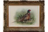 EDE Basil Study Of A Pheasant EDE Basil Study Of A Pheasant