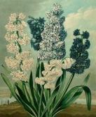 EDWARDS Sydenham Teast "hyacinths" EDWARDS Sydenham Teast "hyacinths"