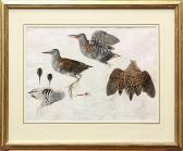 ELDRIDGE Mildred E. Studies Of A Water Rail Drawn At Aberdaron ELDRIDGE Mildred E. Studies Of A Water Rail Drawn At Aberdaron