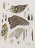 ELDRIDGE Mildred E. Studies Of A Woodcock And Lapwing ELDRIDGE Mildred E. Studies Of A Woodcock And Lapwing