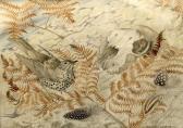 ELDRIDGE Mildred E. Study Of A Mistle Thrush And A Skull Amongst Bracken ELDRIDGE Mildred E. Study Of A Mistle Thrush And A Skull Amongst Bracken