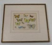 ELDRIDGE Mildred E. Study Of Butterflies ELDRIDGE Mildred E. Study Of Butterflies