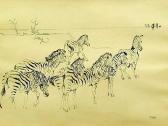 ELOFF Zakkie Wildlife ELOFF Zakkie Wildlife