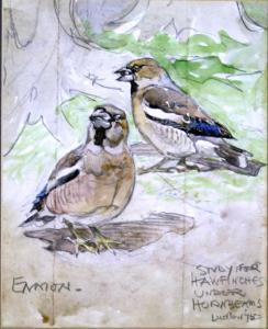  - ennion_eric_arnold_roberts-study_for_hawfinches_under_hornbeams~OM11d300~10287_20090325_LMAR09_1836