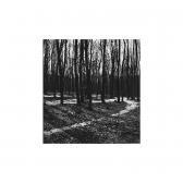 ERNST Alfred Study Of Trees ERNST Alfred Study Of Trees