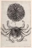 ERNST Max Zu: Max Ernst. Histoire Naturelle ERNST Max Zu: Max Ernst. Histoire Naturelle