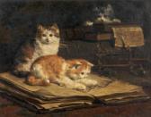 EYCKEN van den Charles II Kittens EYCKEN van den Charles II Kittens