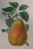Faguet Adrienne La Poire Faguet Adrienne La Poire
