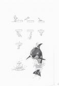 FAIRHURST Angus Drawing I FAIRHURST Angus Drawing I