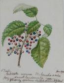FEATON Sarah Botanical Study FEATON Sarah Botanical Study