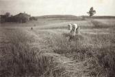 FIELD Julius Herman The Gleaner FIELD Julius Herman The Gleaner