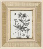 FLEISCHMANN Josef Four Botanical Studies FLEISCHMANN Josef Four Botanical Studies