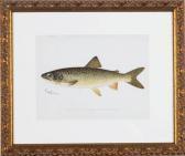 FOOTE DENTON Sherman Annual Report Of The Commissioners Of Fisheries, Game And Forestsof The State Of New York: Six Plates FOOTE DENTON Sherman Annual Report Of The Commissioners Of Fisheries, Game And Forestsof The State Of New York: Six Plates