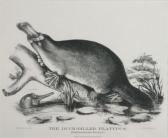 FORDE Helena The Duck-billed Platypus (ornithorhynchus Anatinus) FORDE Helena The Duck-billed Platypus (ornithorhynchus Anatinus)