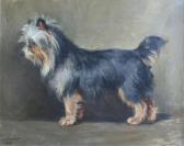 FOSTER M.C. A Yorkshire Terrier FOSTER M.C. A Yorkshire Terrier