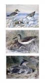 FOSTER W. Studies Of Waterbirds FOSTER W. Studies Of Waterbirds