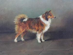 a collie