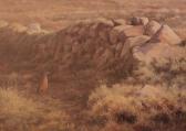 FRIERS Julian Wildlife Various Scenes FRIERS Julian Wildlife Various Scenes