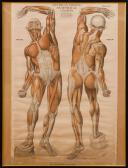 FROHSE FRANZE Anatomical Charts FROHSE FRANZE Anatomical Charts